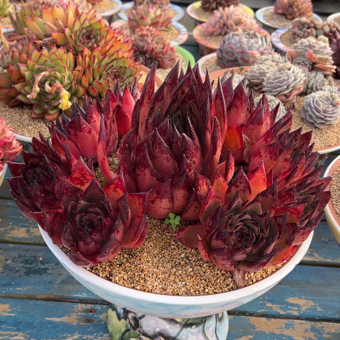 从前慢多肉精选编号0211.原始红毒