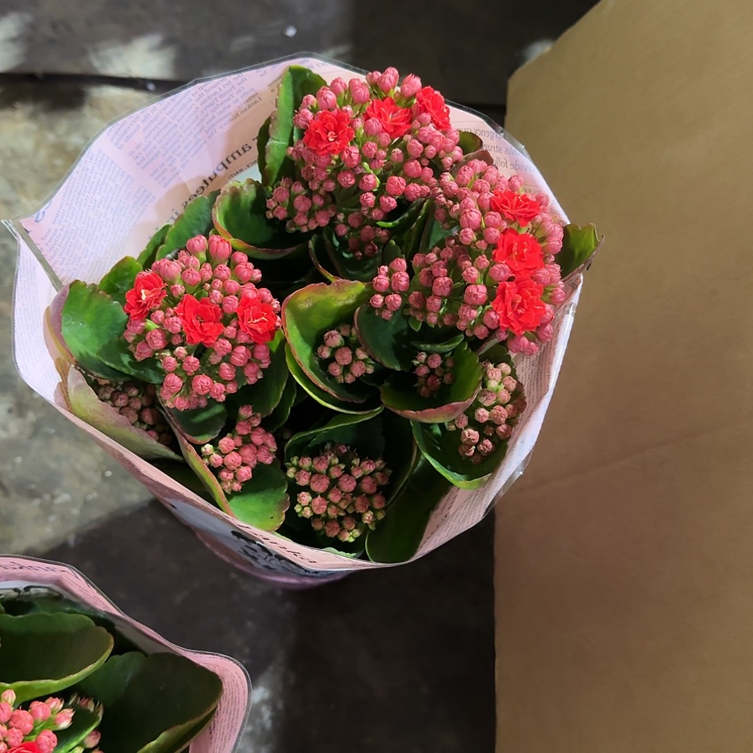 完全开放红色长寿