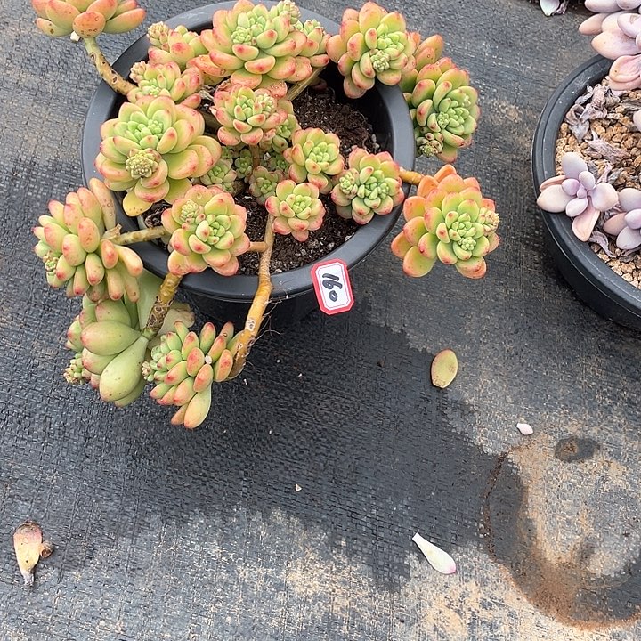 160香格里拉 一物一拍多肉