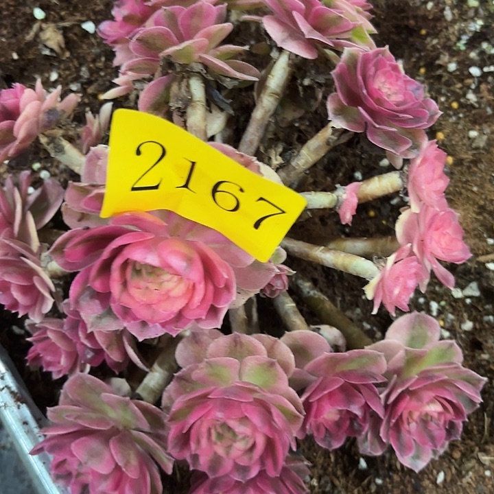 多肉植物倾城2167