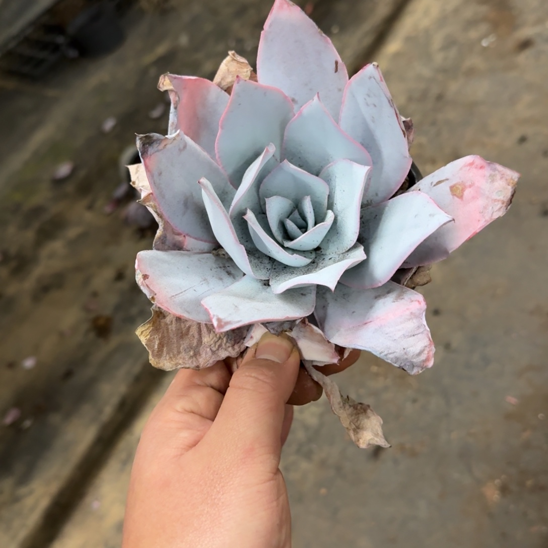 广寒宫单头控养老桩