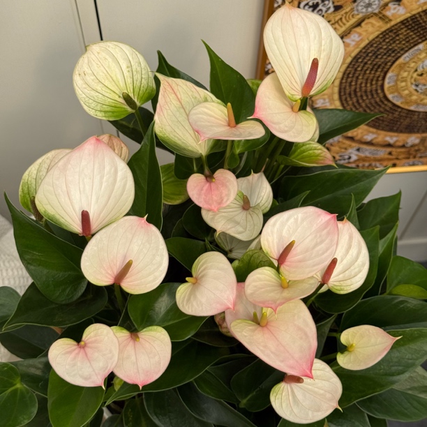 粉丽帕  小型粉白色火鹤粉掌 红掌花卉