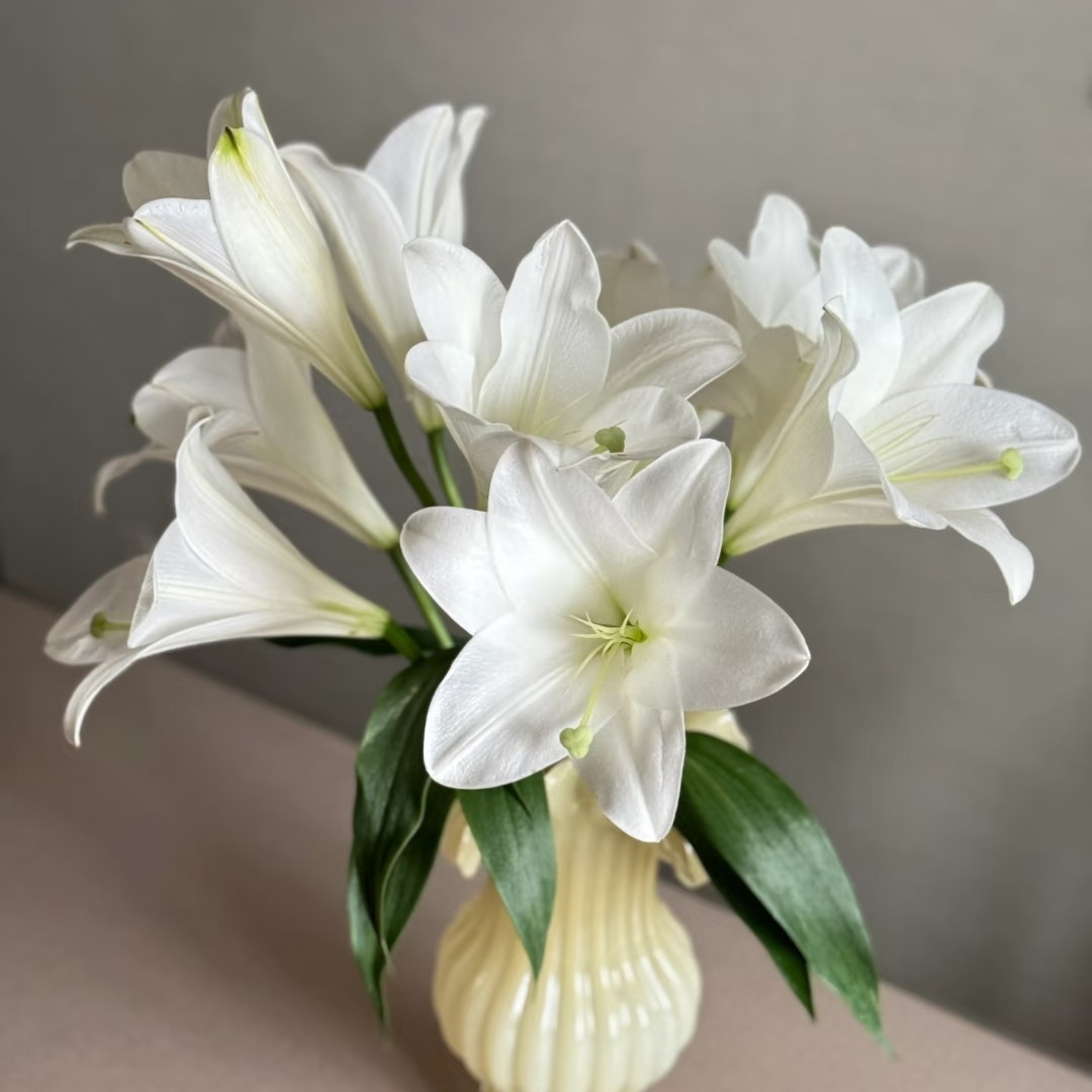 2头【白铁炮】淡香型单瓣新鲜百合花高级稀缺小众花材