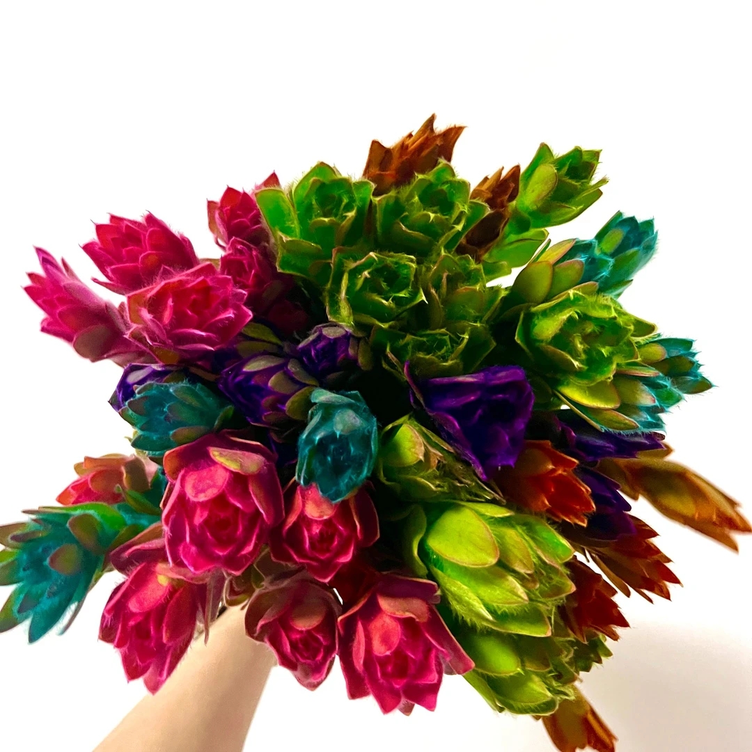 花中圆  南非进口彩色木百合 富贵吉祥圆满可做干花