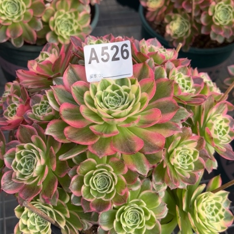 526海王22厘米左右