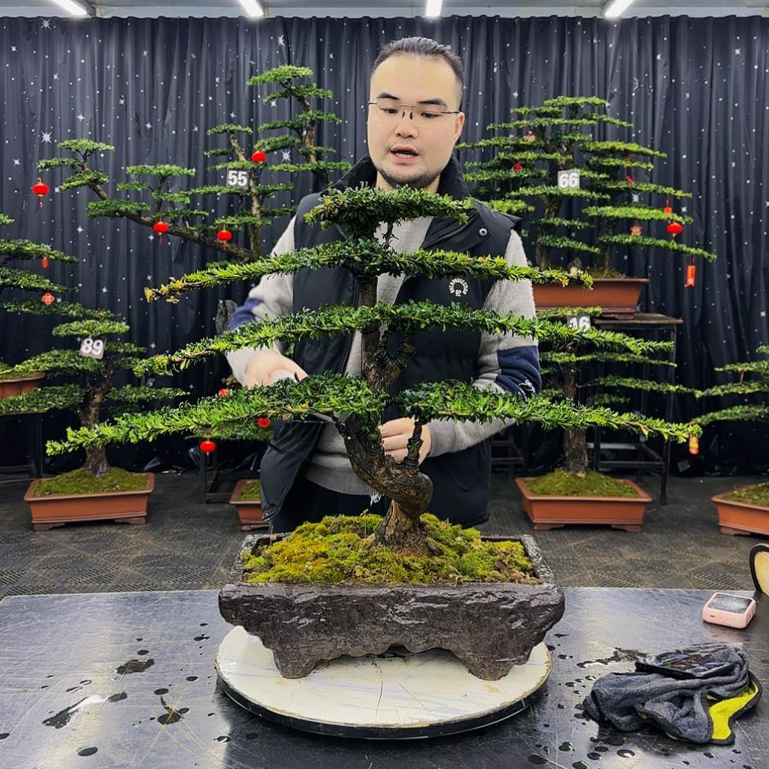 松树柏树造型盆景