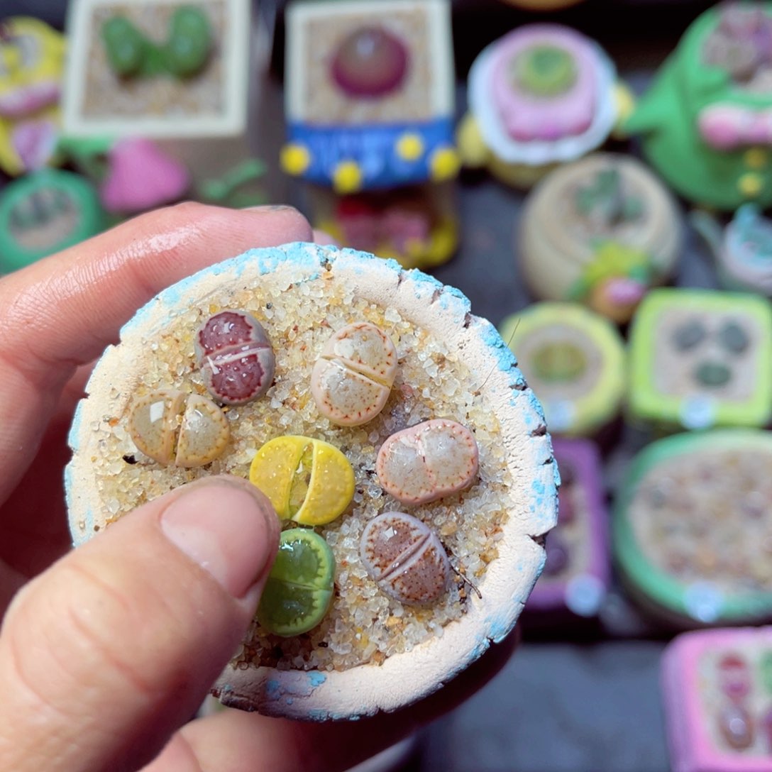 463生石花带盆发