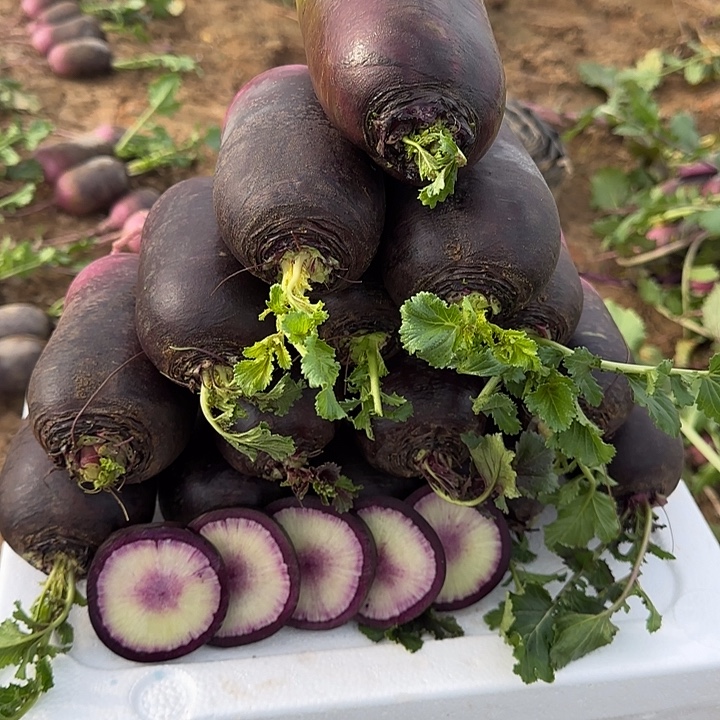 中国大陆冰激凌萝卜紫萝卜