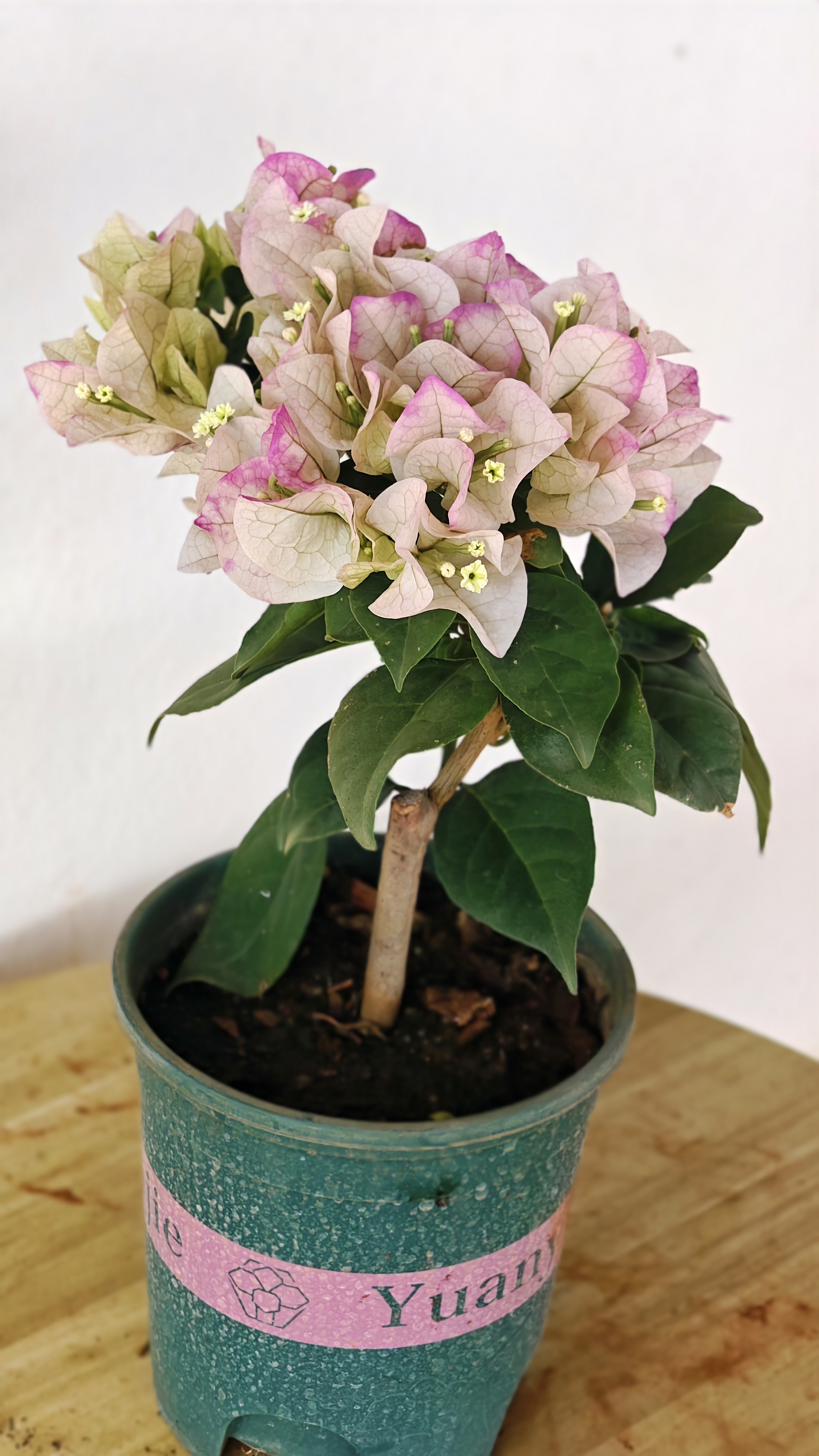 紫罗兰混色 耐热适合阳台庭院种植