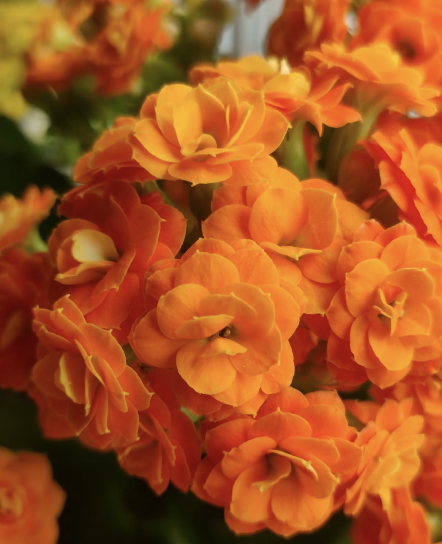 （安尼斯 爱马仕橙110盆）基地直发长寿花 橙色爆花品种 懒人盆栽