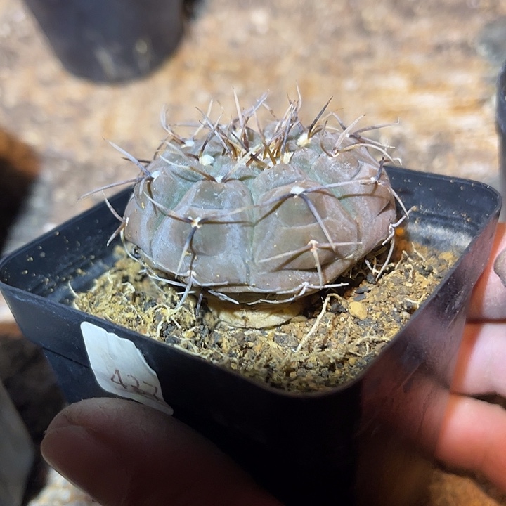 满38包邮2天凑单，脱土晾根发货多肉植物