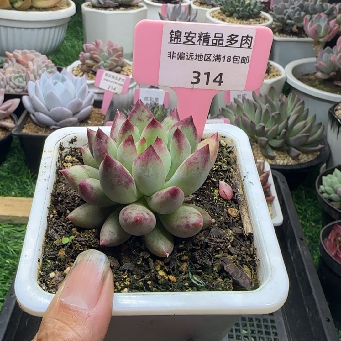 锦安精品多肉植物314