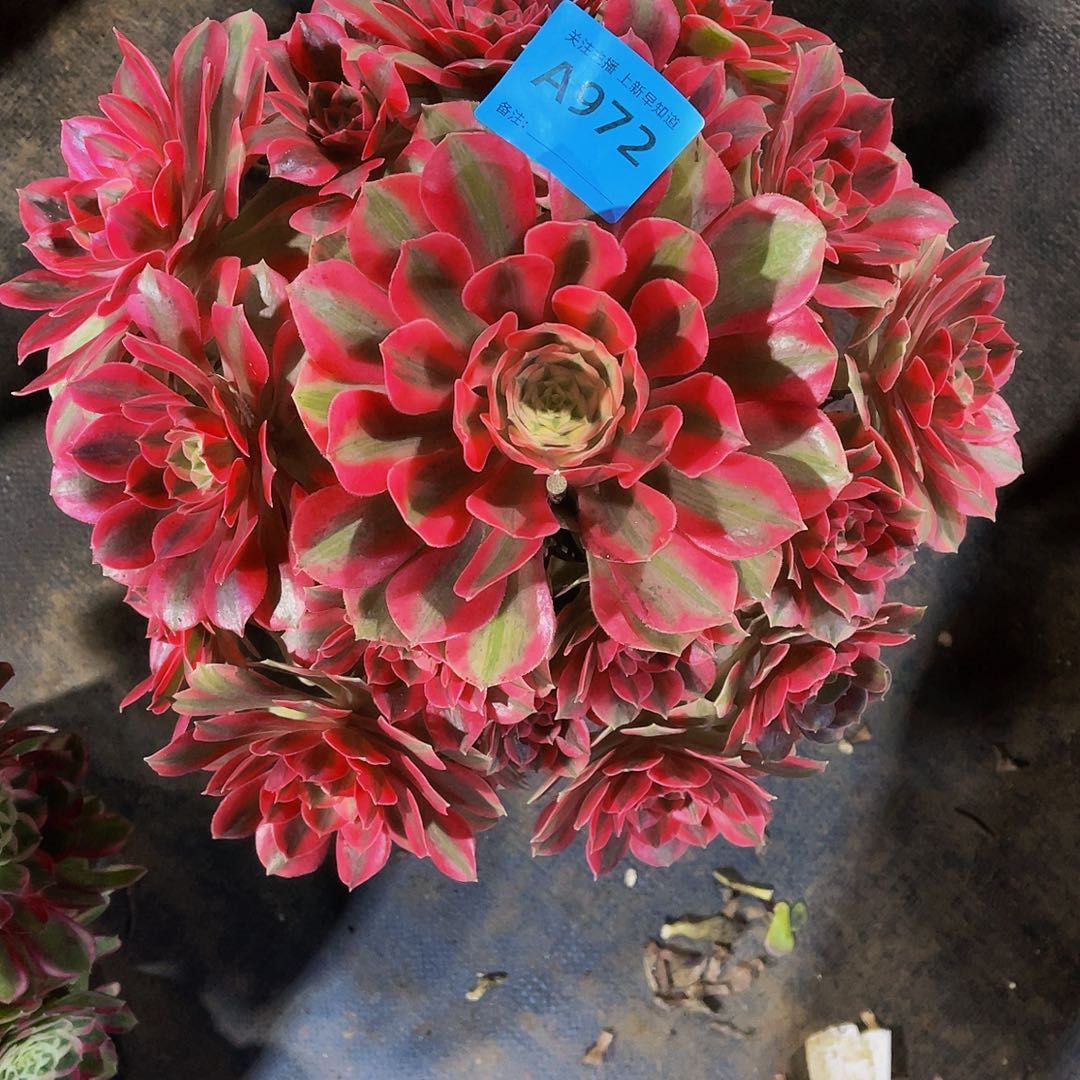 女妖972拖土发货