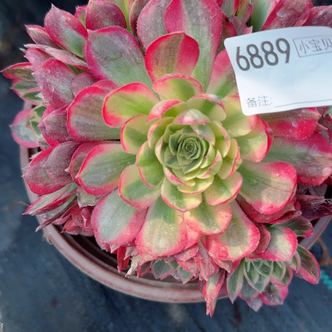 伊**花6889小海王多肉多肉