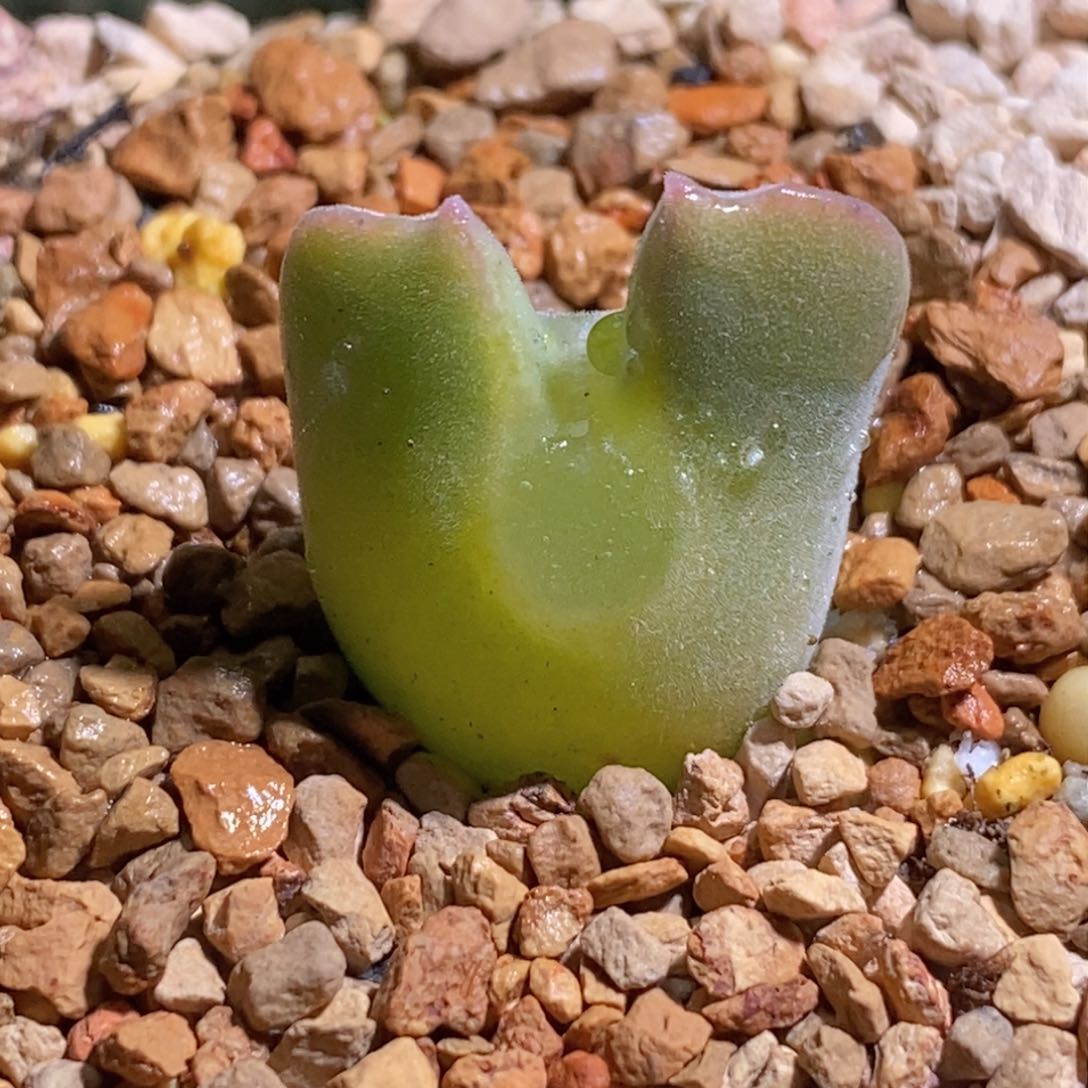 空蝉母本 像个小熊爪子