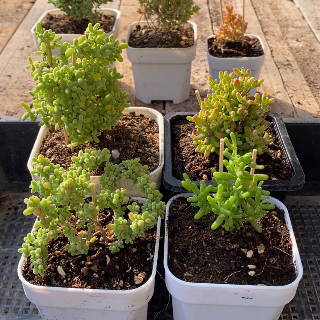 枝干番杏多肉植物126