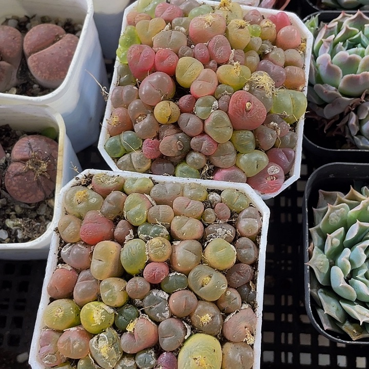 7方满盆毛汗泥带盆土发