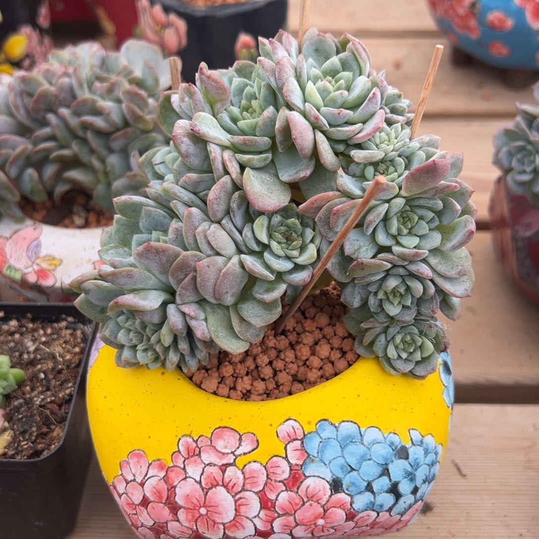 欣*新年快乐 新年快乐 新年快乐