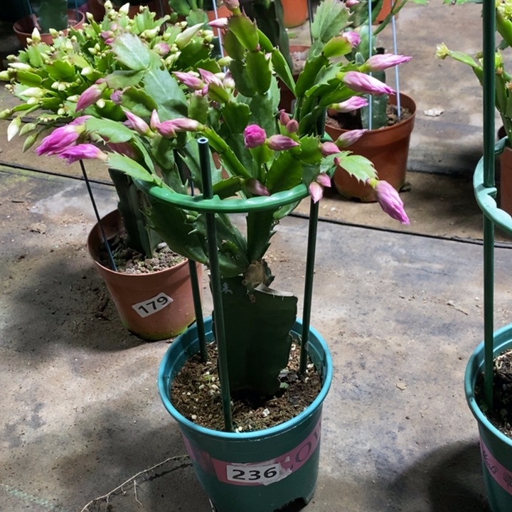 大部分花苞少量开放用****鱼236荷花妹妹