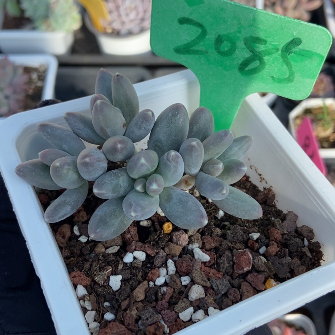 1032乌拉奶多肉植物