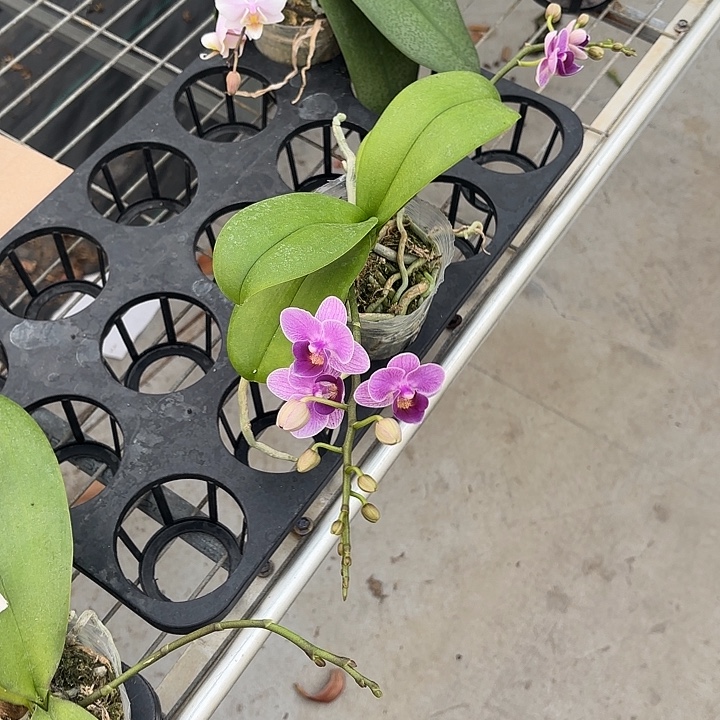 当前无花栽培后可以开花欧洲小兰3.0消苞不售后