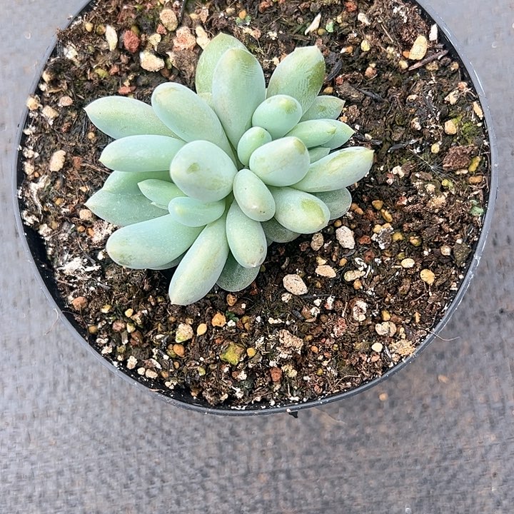 【闪购商品】胖哥特缀多肉植物