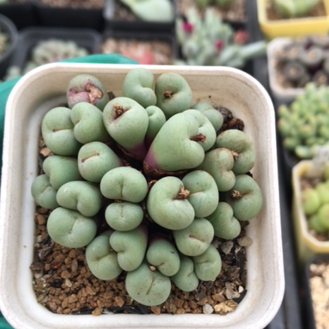 多肉肉锥 30头 红嘴