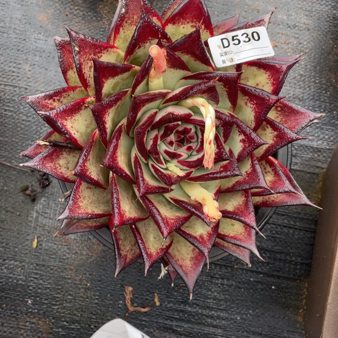 用***5无花朵若如东云在棚D530