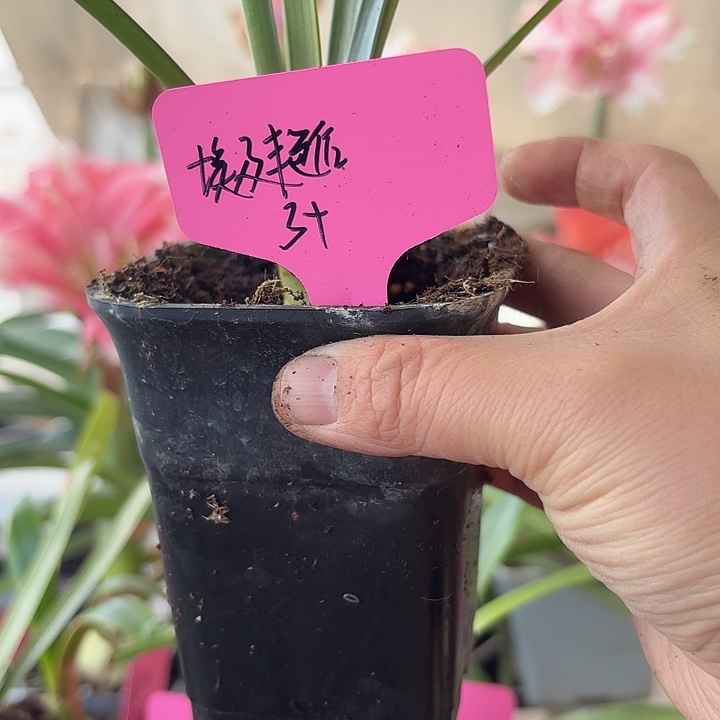 无花朵埃及艳后朱顶红直径3cm