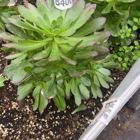 400万花筒不包断枝