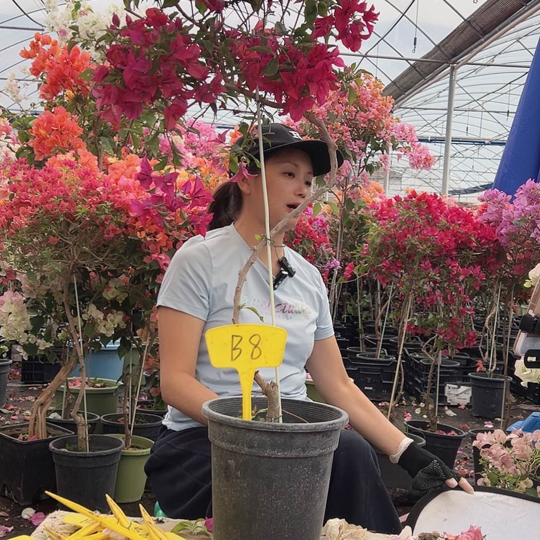 A***姐大部分花苞少量开放B8酒红桑巴