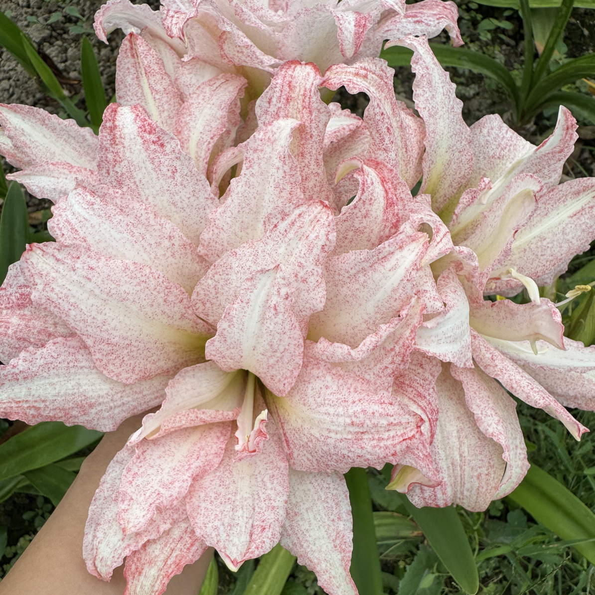 包对版（气质美女）台湾朱顶红花卉绿植带花苞发货