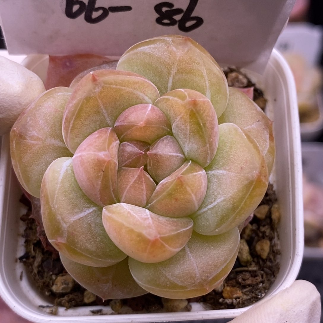 【闪购商品】06-86