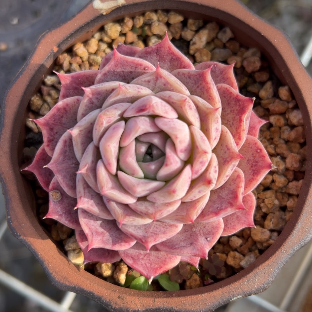 纯爱精控多肉一物一拍