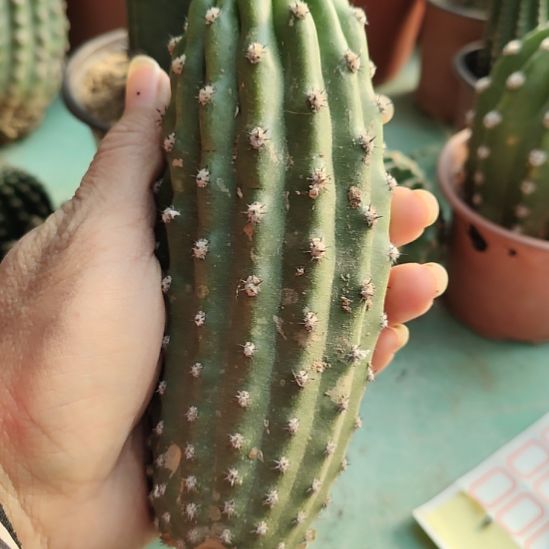 仙人球毛花柱鹦鹉侧芽歪