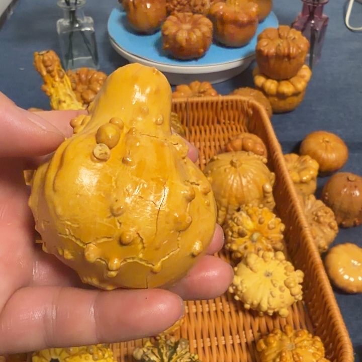 萍***g墨西哥七彩疙瘩葫芦瑕疵不退货