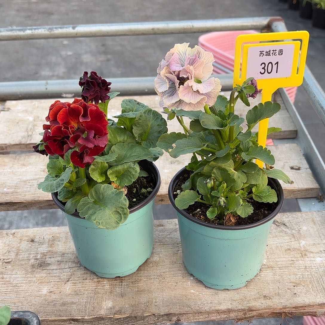 大部分开放少量花苞301