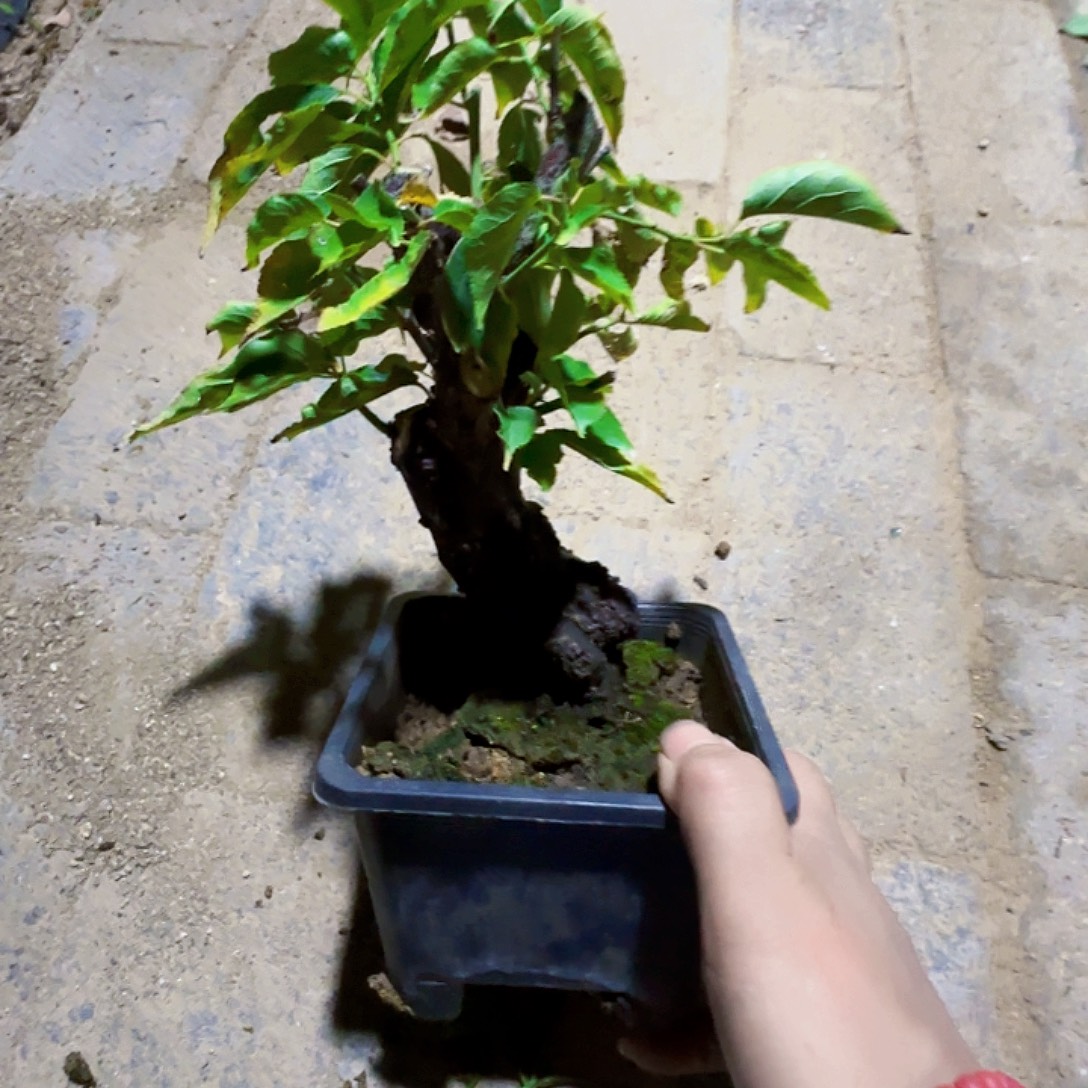 远***季无花朵龙游梅梅花发给你们慢慢看看