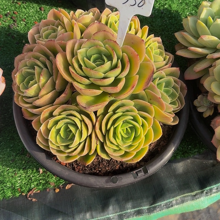 *****丽娟花卉星那塔手捧