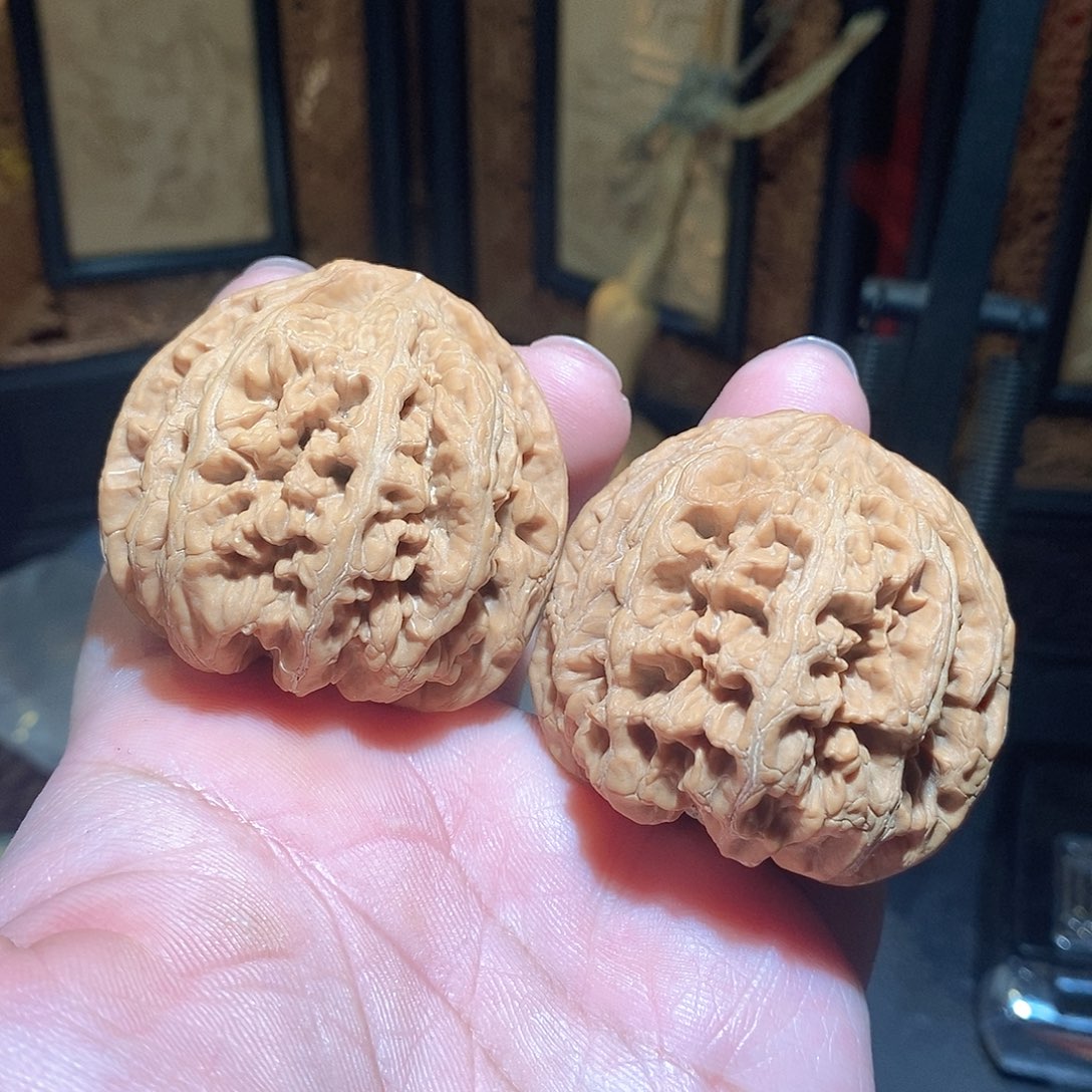 文玩核桃把件47.5大粗筋全品