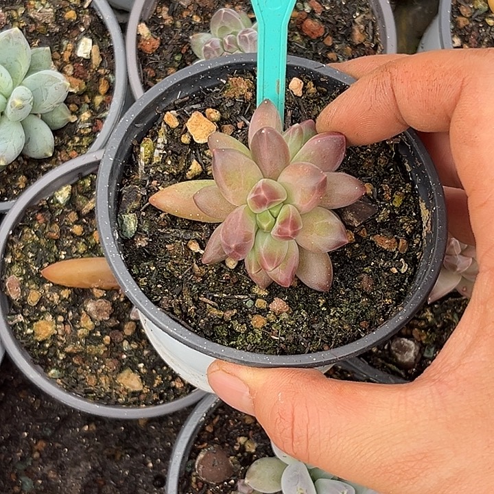 多肉植物紫霞仙子380