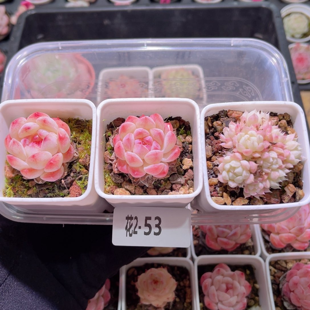 红陶花利美2-53白桃汽水2颗➕海王1颗