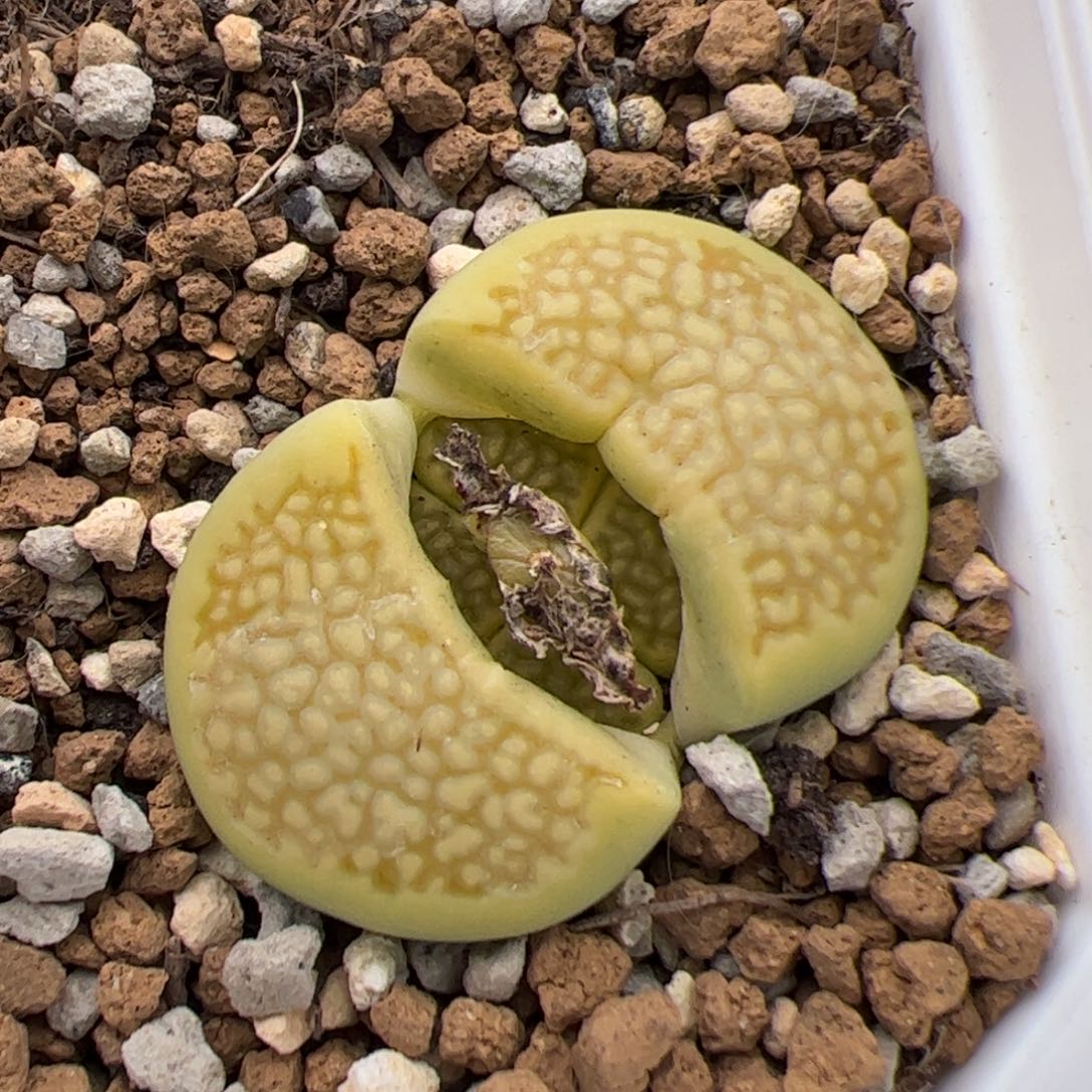 0185号绿巴里 多肉植物