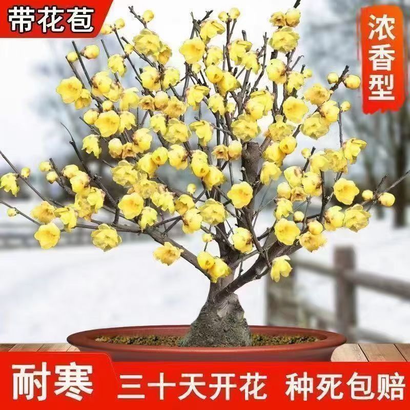 鄢陵腊梅精品大花素心