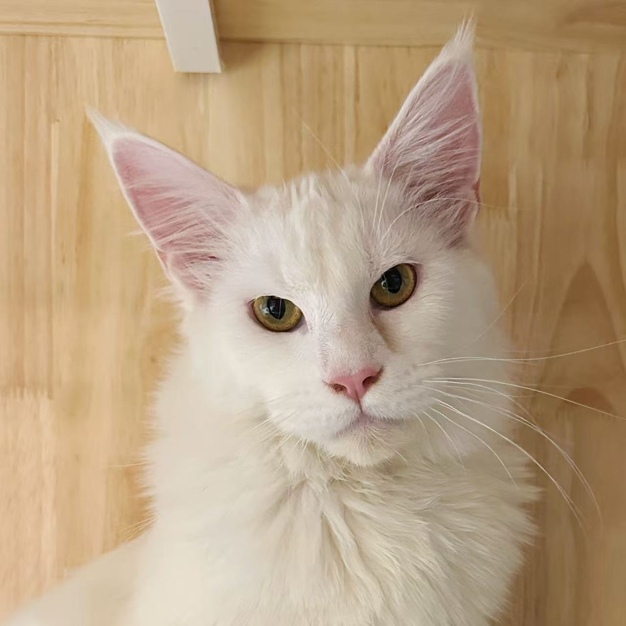 来了姊妹-纯白缅因猫-弟弟-09