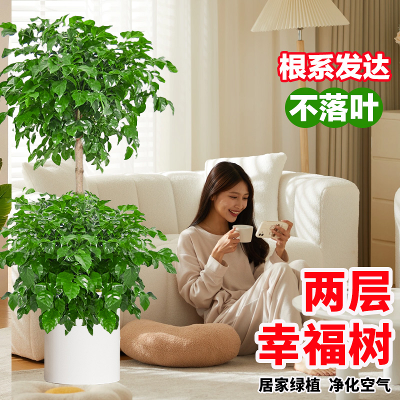 【顺丰送货上门】1.5米-1.7米大2层幸福树绿宝树室内大型绿植绿植