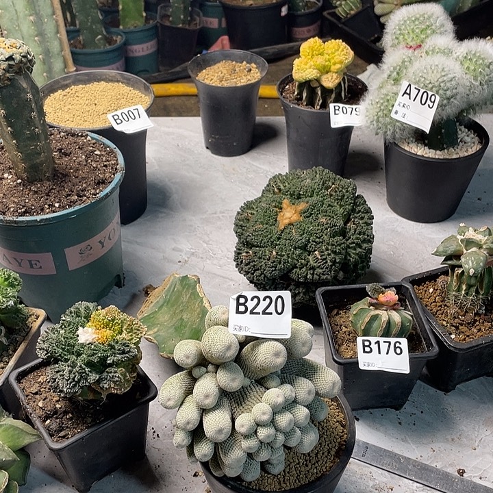 八***花220小人帽仙人球一个