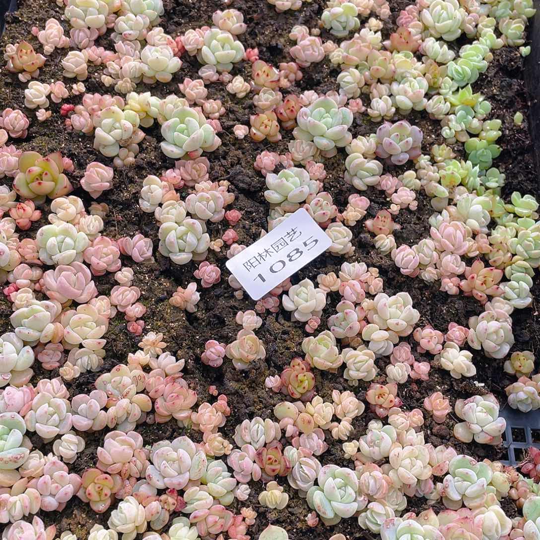 多肉植物多肉植物1085