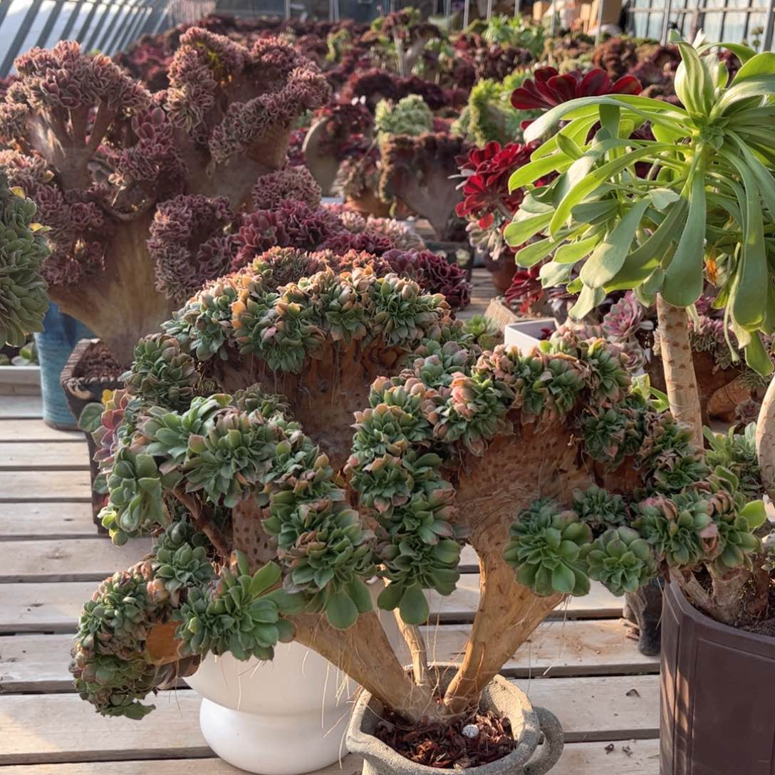 小叶香炉盘精品福利