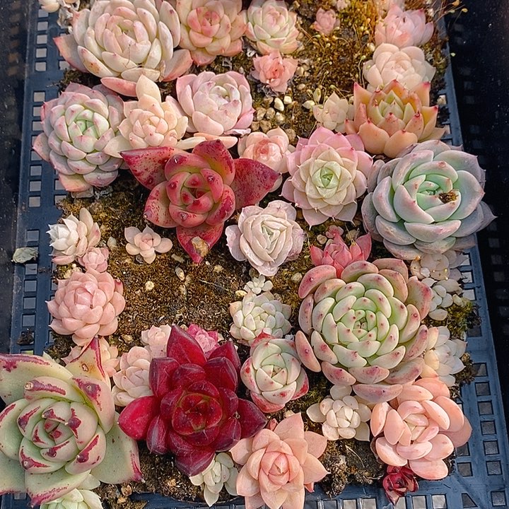 93 多肉植物盆栽花卉植物